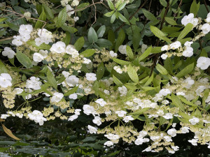 Hydrangea scandens chinensis f. obovatifolia  